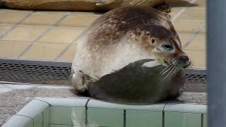 Zeehondjes in Zeehondencreche Lenie 't Hart - Pieterburen