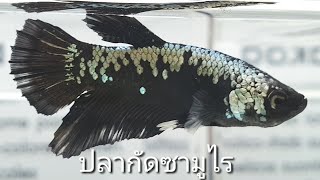ปลากัดไทย หลากหลายสายพันธุ์ มารวมตัวกัน ณไอคอนสยาม