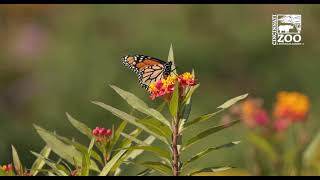 Plant Milkweed for Monarchs