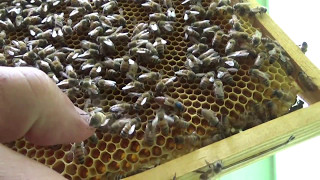 горький опыт .неудачное уселение семьи и состояние семьи донора