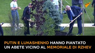 Putin e Lukashenko hanno piantato un abete vicino al memoriale di Rzhev