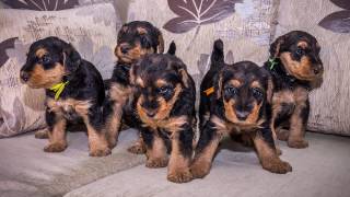 Эрдельтерьеры ( Airedale )