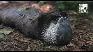 You Otter Love Ice #shorts