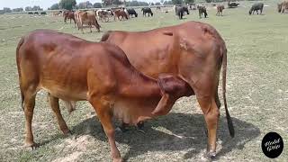 Amazing feeding cow to cow | saahiwal breast feeding |