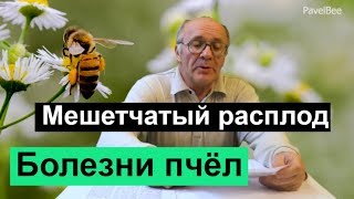 №117 Болезни Пчёл, Мешетчатый расплод, медосбор, Взяток  Пчеловодство для начинающих | Пасека