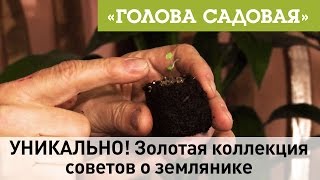 Голова садовая - УНИКАЛЬНО! Золотая коллекция советов о землянике