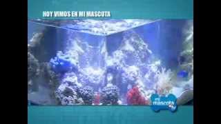 MiMascota | Pasos para armar tu propia pecera o acuario