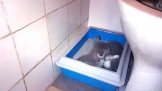 Бой котят за горшок :) Battle for the potty