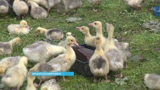 В домашних условиях фермер из Архангельского района занялся выращиванием гусей