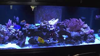 Kessil H380 and H80 chaeto growth experiment week 6 video #2
