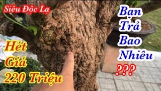 Mai Tết 2020 | Báo Giá Mai Xù Toàn Thân Độc Lạ Có 1-0-2 Trưa Có Đối Thủ |
