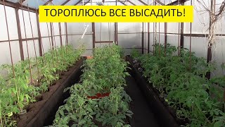 Подробный обзор огорода, теплиц и рассады 29 апреля. 