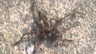 Ants VS Spider