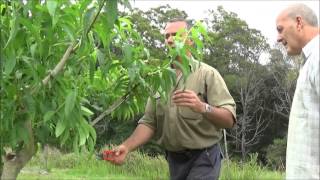 nectarine tree