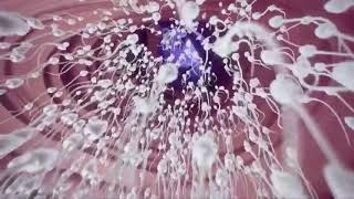 Human reproductive system full process step by step