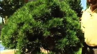 Poda de arbustos - Josemanuel Fernández (Leoplant)