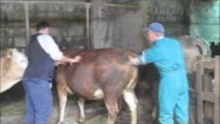Cow Fisting