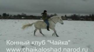Конный клуб "Чайка". Галоп на лошади без уздечки.