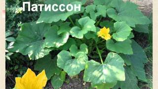 В МИРЕ РАСТЕНИЙ. Фильм.VOB