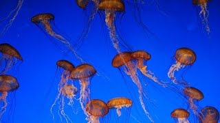 ACQUARIO di GENOVA in HD - LA DANZA DELLE MEDUSE - 3.8.2015