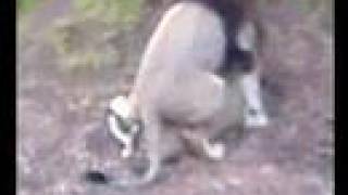 Gay Humping Lion