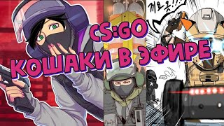 КОШАКИ В ЭФИРЕ #CSGO l #Оценка, #Пиар, #Взаимка