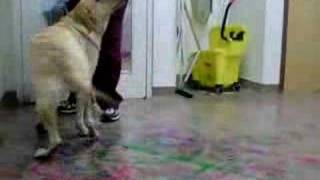 Paw Painting 2007 -- Stella