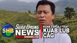 SUAB HMONG NEWS:  Kuab Tshuaj "Tea" farm in Northern Thailand