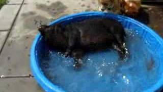 Pogo in the pool