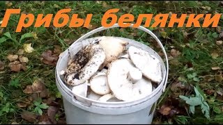 По грибы. Грибы белянки. Прогулка по лесу. Жизнь в деревне.