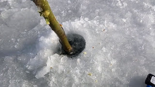 Налим своими руками! Самый крупный налим в мире! Тычка.