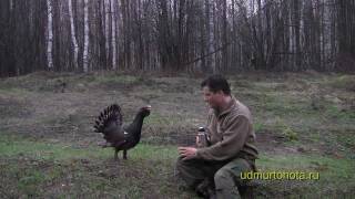 Храбрый глухарь 3