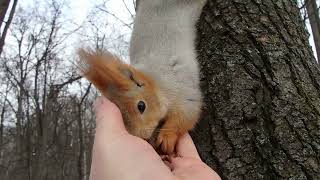 Старая знакомая, которая не садится на ладонь / A familiar squirrel
