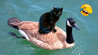 Funny Animal Videos 2023 - Funniest Dogs And Cats