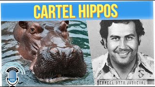 Pablo Escobar’s Invasive Hippos Put on Birth Control
