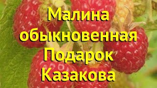 Малина обыкновенная. Краткий обзор, описание характеристик rubus daes Подарок Казакова