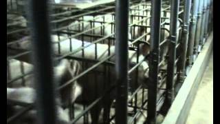 Documentario allevamento di maiali puntata 4