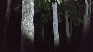 Kebun Wewe Gombel