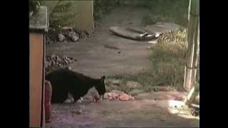 Hungry Pussy
