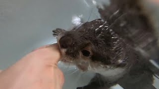 カワウソさくら 冬はカワウソと一緒にお風呂に入ろう！ Let's take a bath with an otter in winter