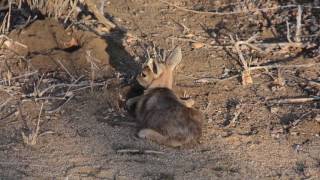 Newborn steenbok   first steps