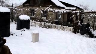 Макс и Никита собирают зимний урожай, грибы "вешенка"