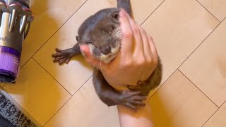 懐いているのかいないんだかいまいち分からない動きをするカワウソ！ otter with a move I can't quite figure out if he misses me or not!