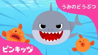 サメ | うみのどうぶつ | どうぶつのうた | ピンキッツ童謡