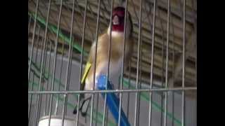 Vidéo Carduelis* chardonneret* jilguero* حسون alger ( Algeria) DZ 2012