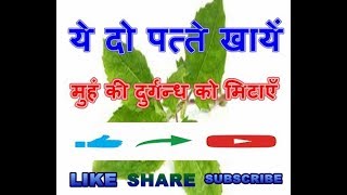 ये दो पते खाईए और मुहं की दुर्गन्ध मिटाईए