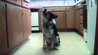 The best dog tricks ever - COOL