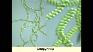 О пользе вита-спрея Мультивитамин (доктор Александр Штабель)