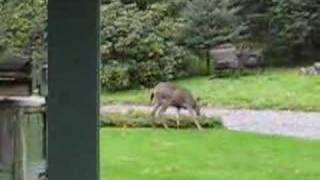 Three white bums eating wild cranberries