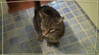 The Most Obedient Cat